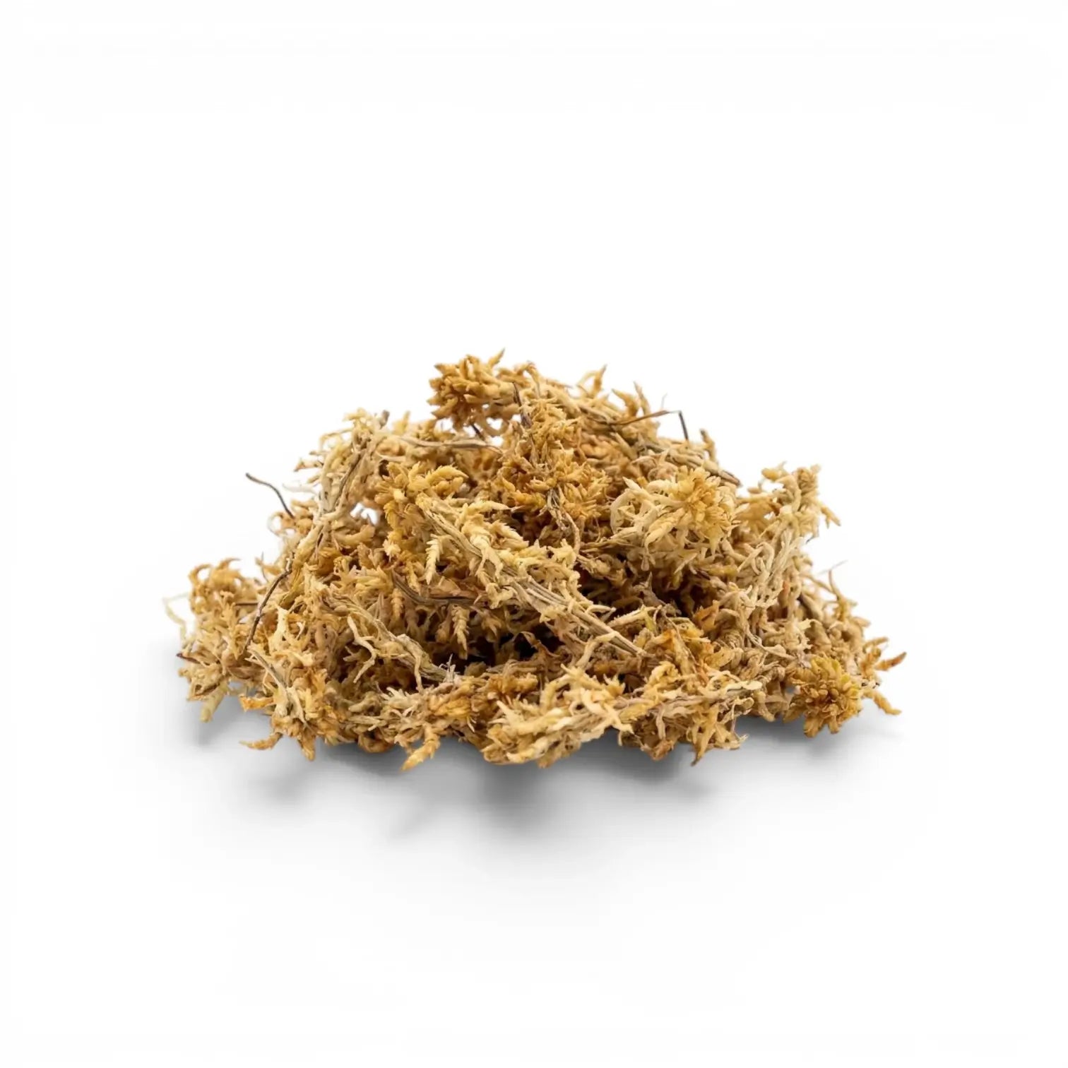 Haufen Sphagnum-Moos auf weißem Hintergrund