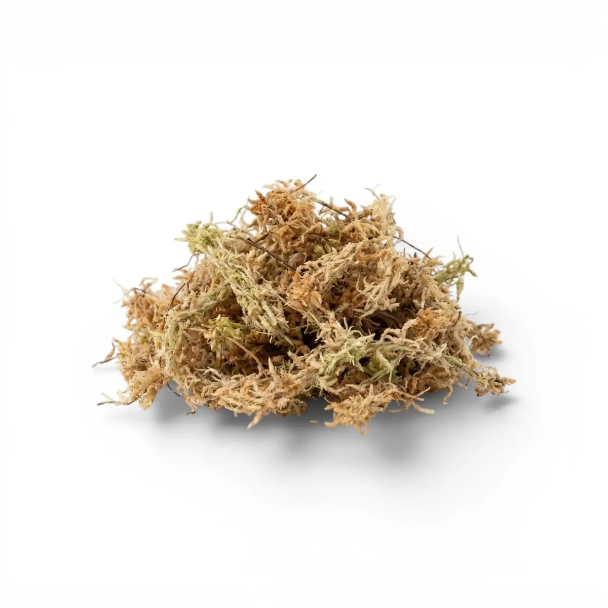 Sphagnum moss on a white background