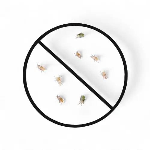 Schwarzes Verbotssymbol mit Spinnmilben – Schädlingsbekämpfung