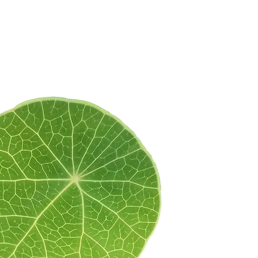 Stephania pierrei main product photo on white background.