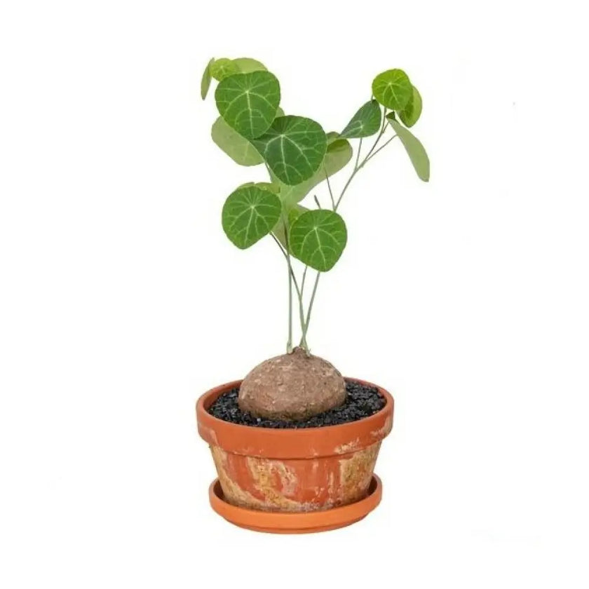 Stephania pierrei on white background.