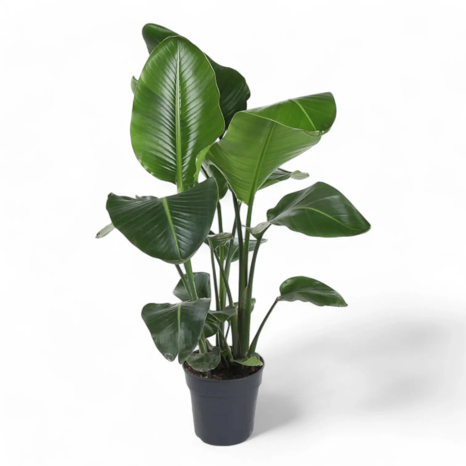 Strelitzia nicolai – Zimmerpflanze im Kulturtopf auf weißem Hintergrund, Produktfoto 15.