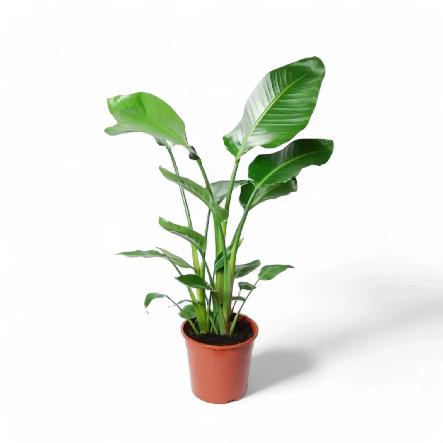 Strelitzia nicolai – Zimmerpflanze im Kulturtopf auf weißem Hintergrund, Produktfoto 8.