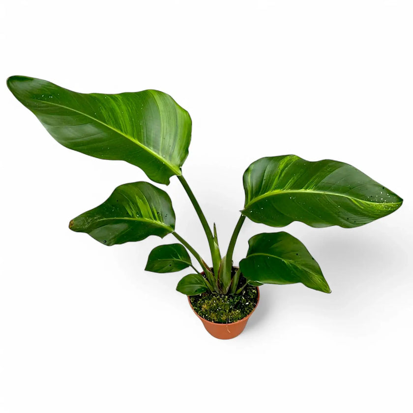 Strelitzia nicolai variegata potted plant in nursery pot on white background.