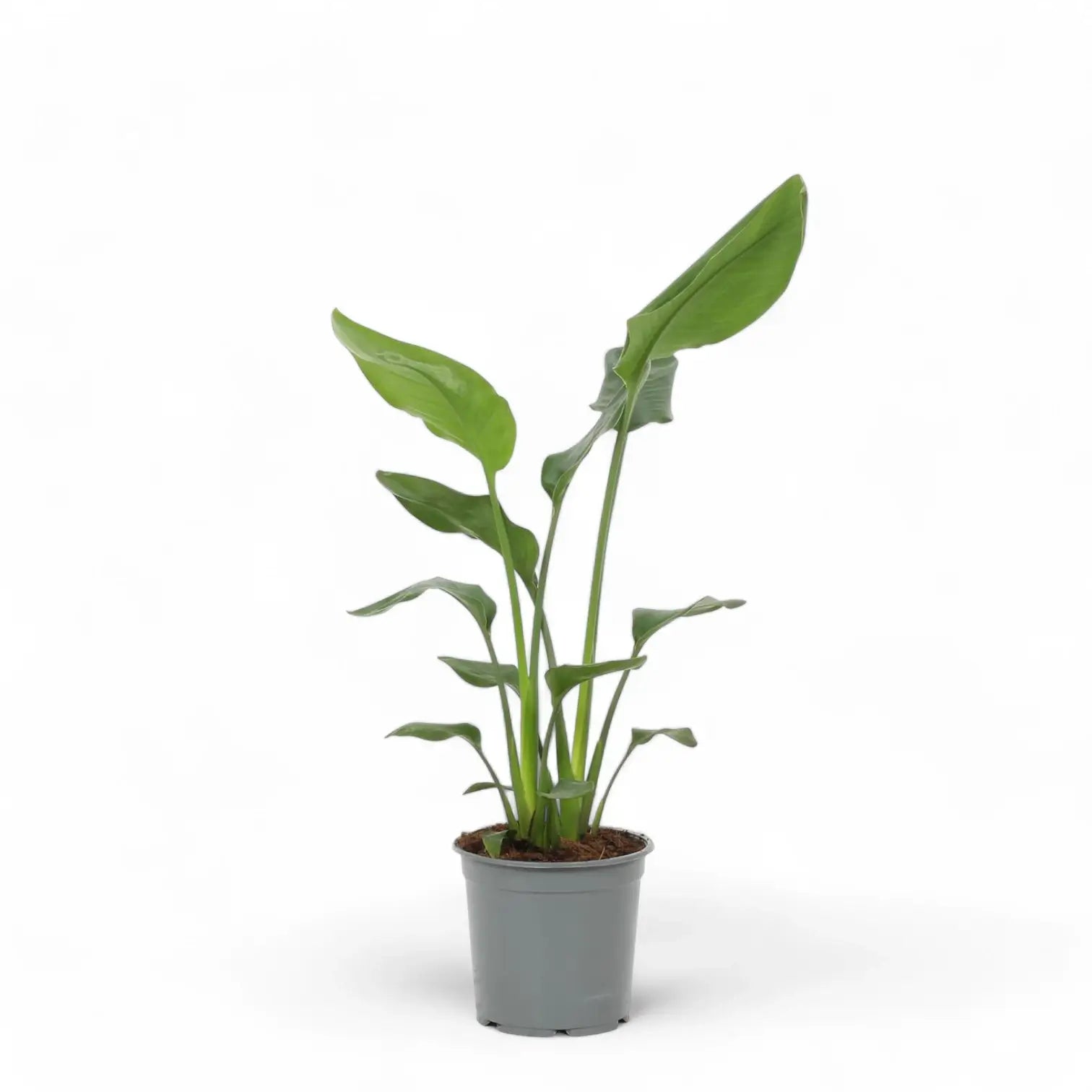 Strelitzia reginae potted plant in nursery pot on white background.