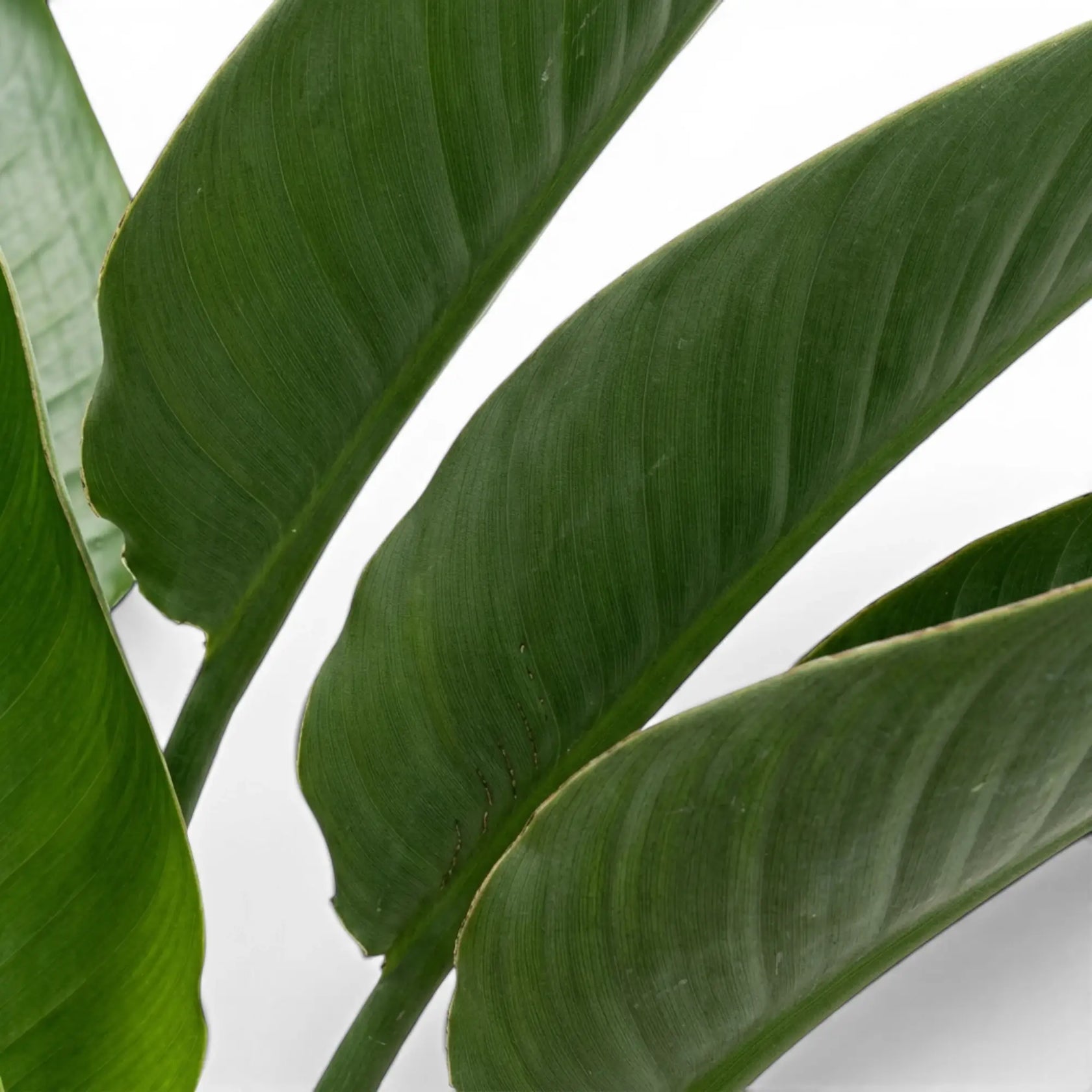 Nahaufnahme von Strelitzia reginae-Blättern vor weißem Hintergrund