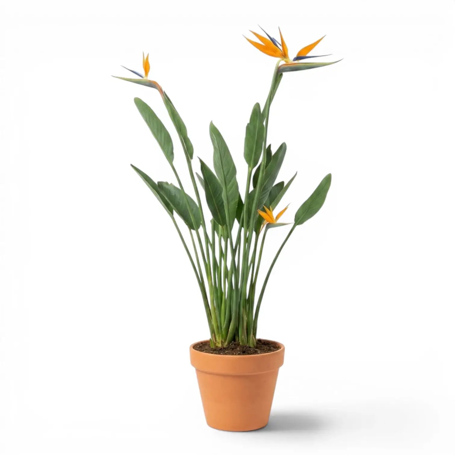 Strelitzia reginae im Kulturtopf vor weißem Hintergrund
