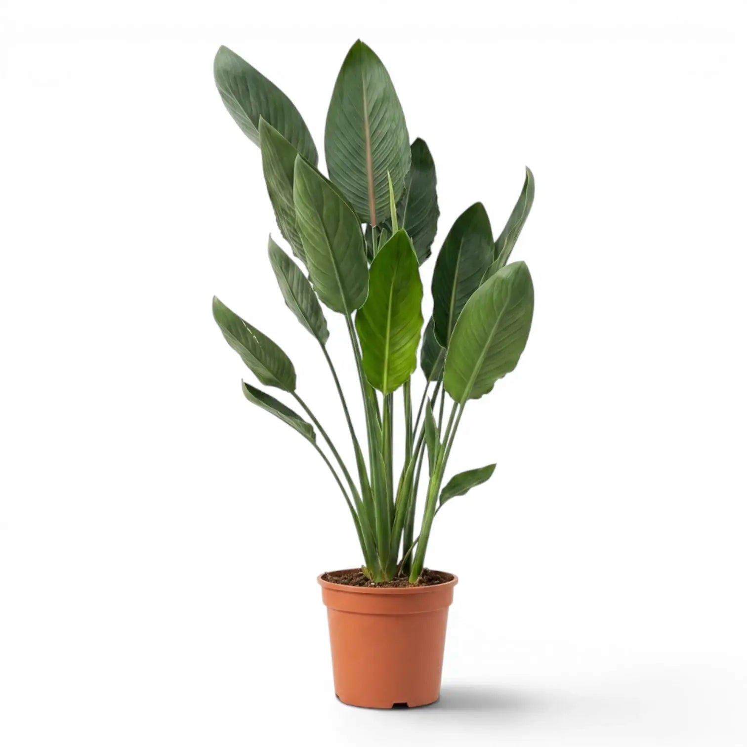 Strelitzia reginae im Kulturtopf vor weißem Hintergrund