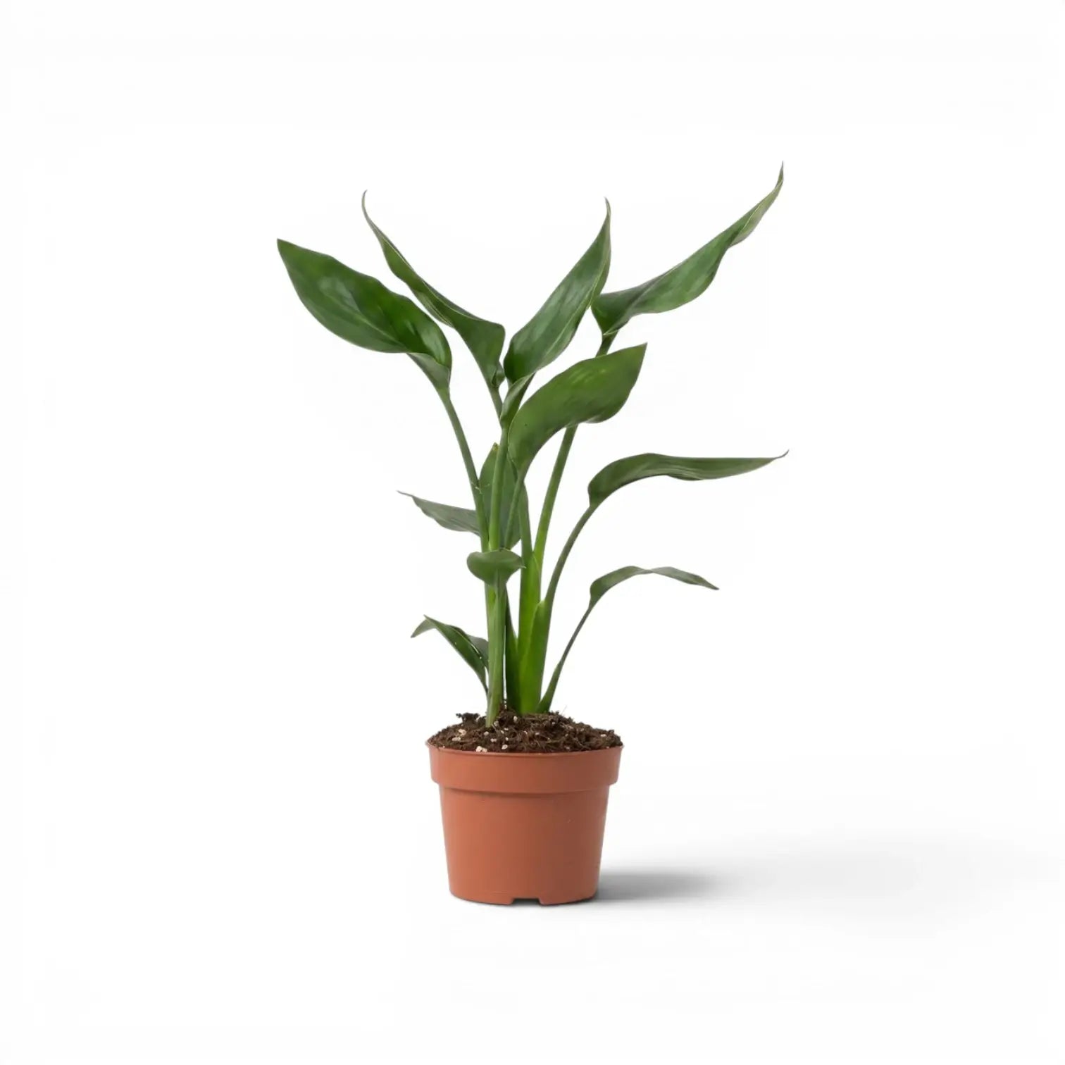 Kleine Strelitzia reginae im Kulturtopf vor weißem Hintergrund