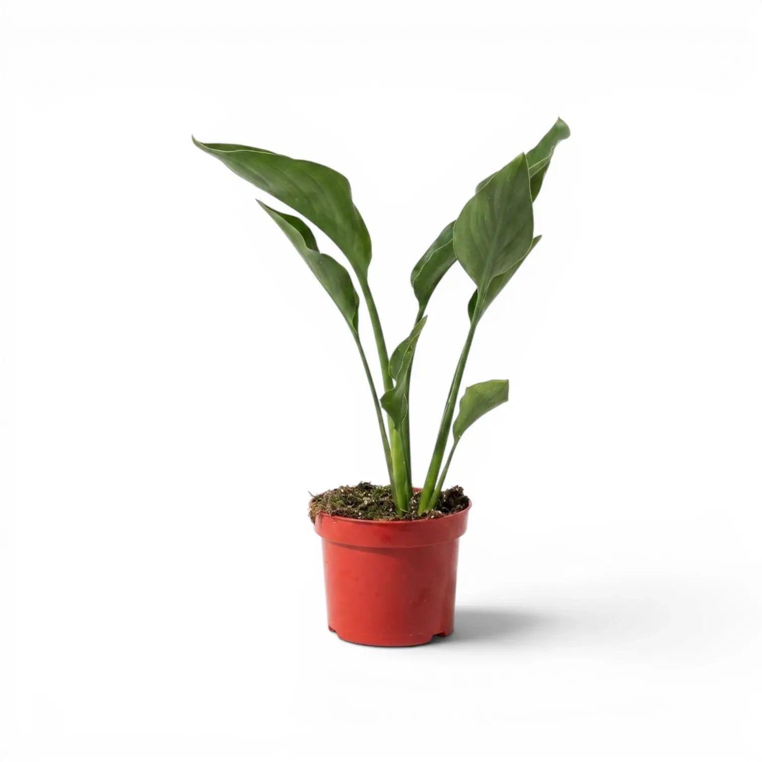 Kleine Strelitzia reginae im Kulturtopf vor weißem Hintergrund