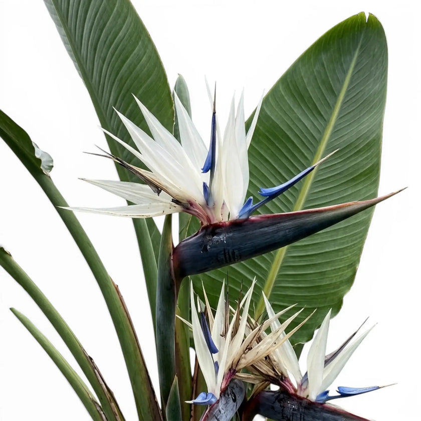 Close-up of Strelitzia nicolai flowers on white background
