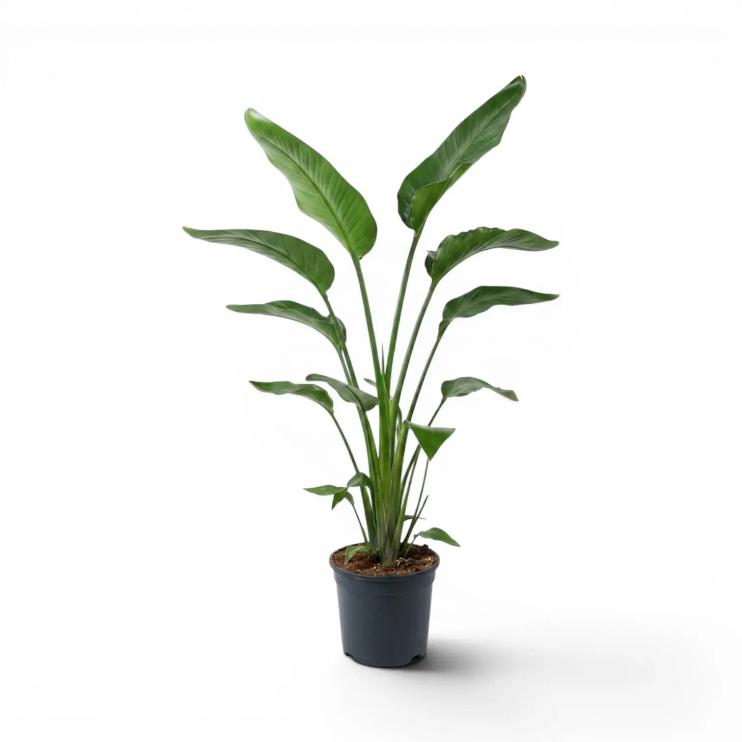 Große Strelitzia nicolai im Kulturtopf vor weißem Hintergrund