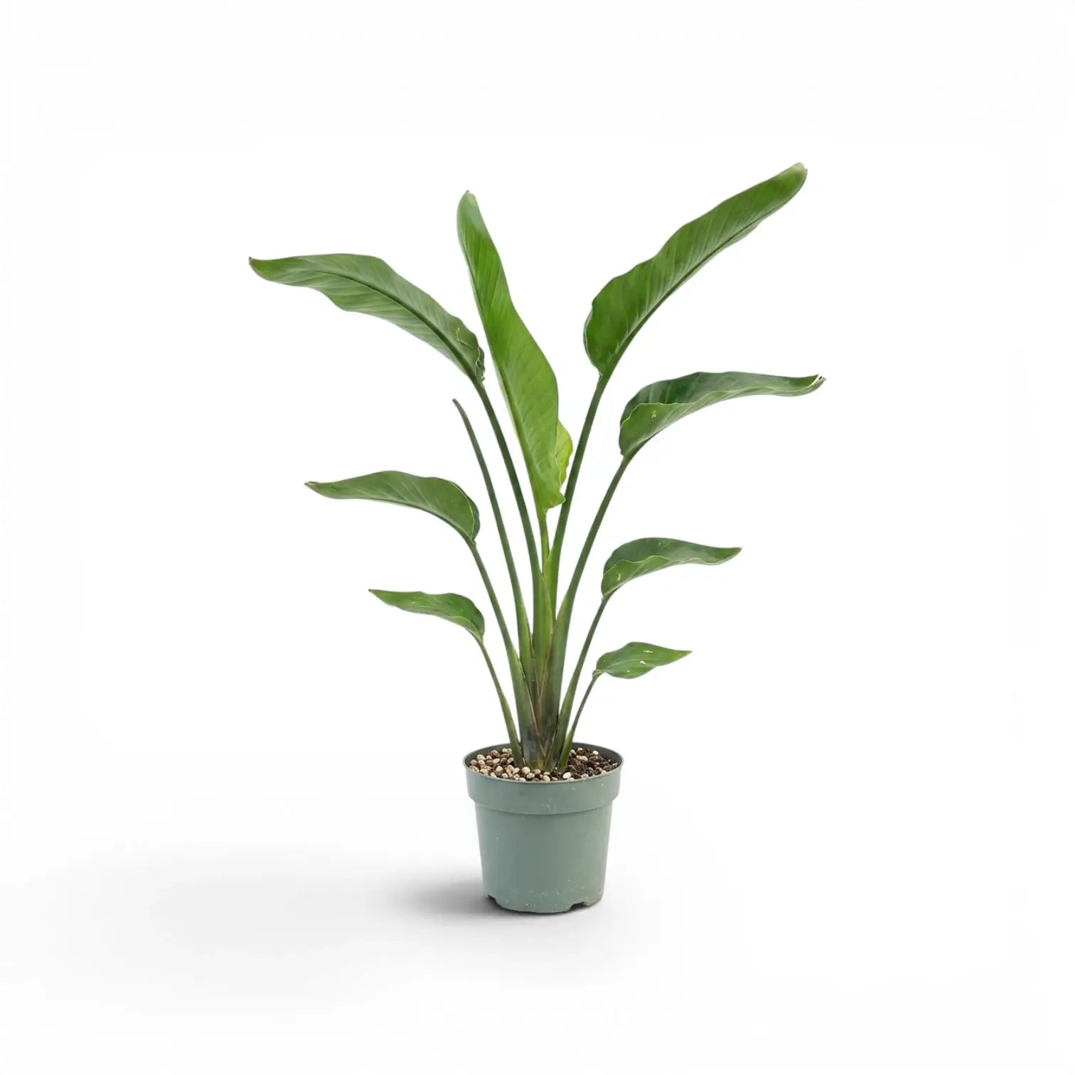 Mittelgroße Strelitzia nicolai im Kulturtopf vor weißem Hintergrund