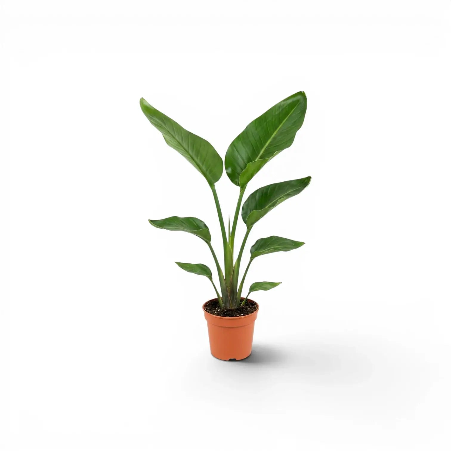 Kleine Strelitzia nicolai im Kulturtopf vor weißem Hintergrund