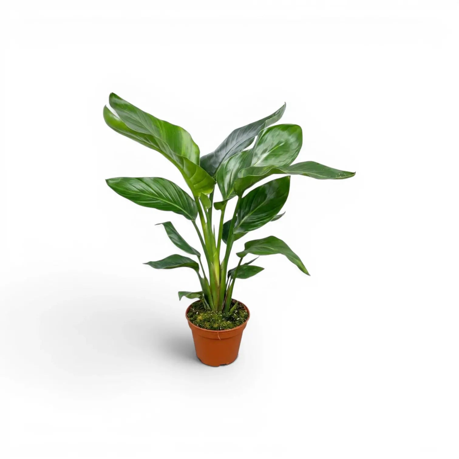 Kleine Strelitzia nicolai im Kulturtopf vor weißem Hintergrund
