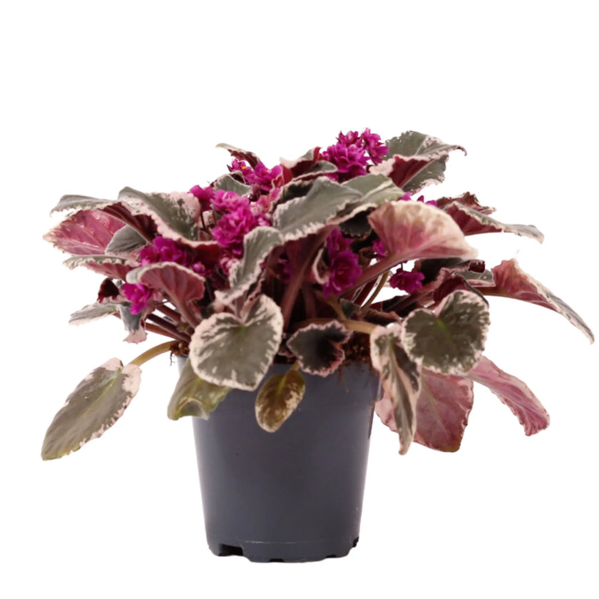 Streptocarpus sect. Saintpaulia 'Hovariagata'.