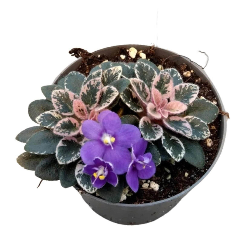 Streptocarpus sect. Saintpaulia 'Little Love Blue' on white background.