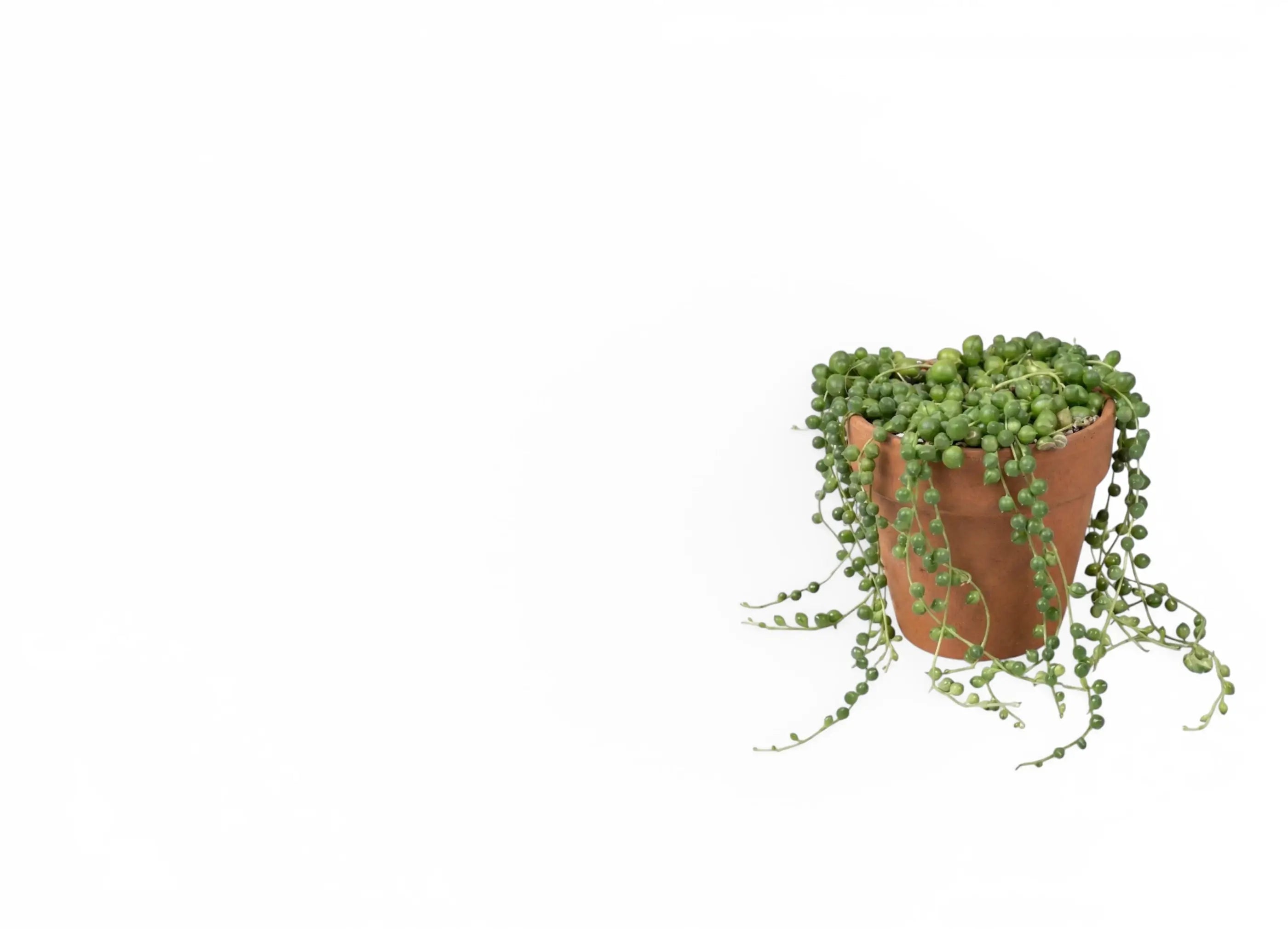 Potted succulent plant with hanging vines on a white background