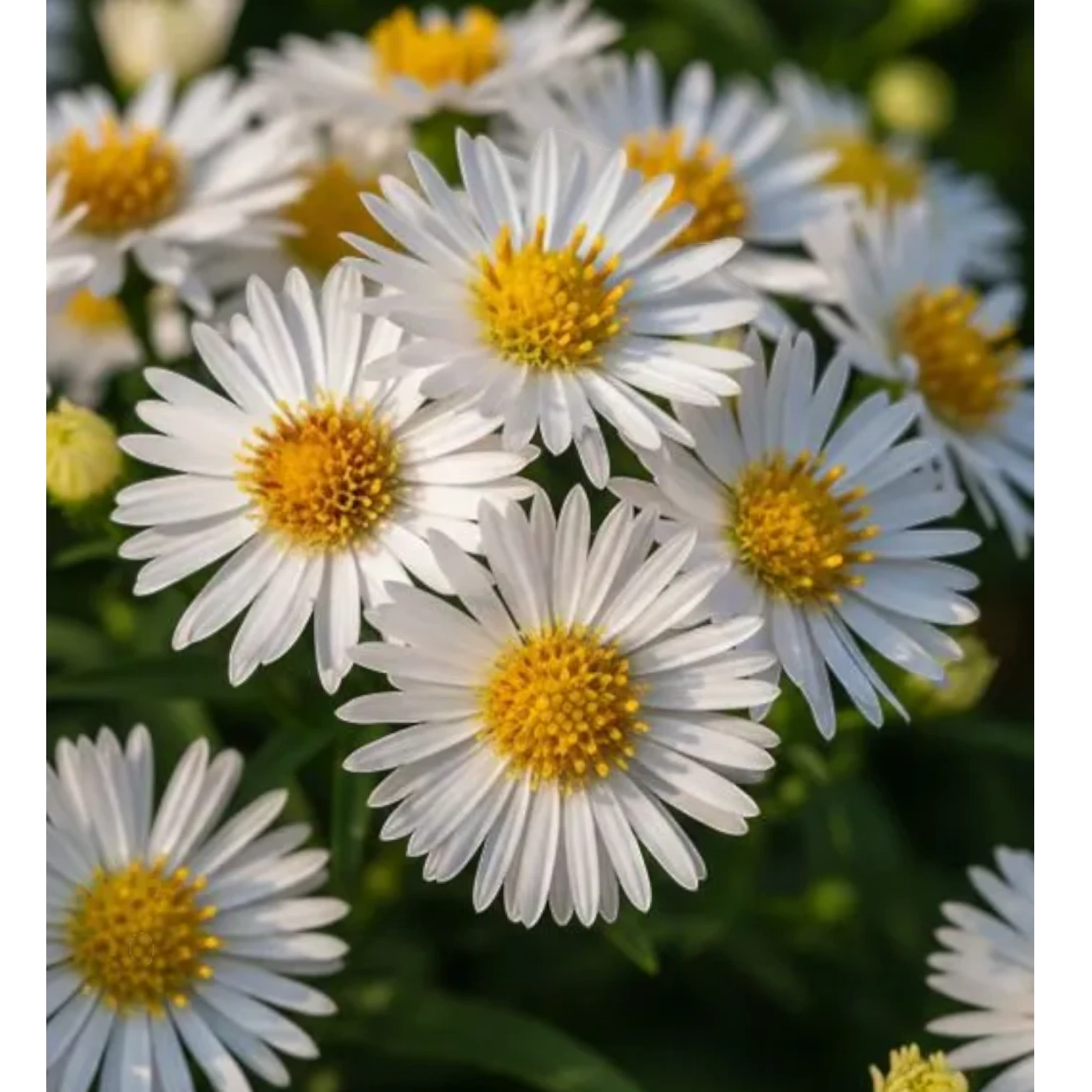 Symphyotrichum dumosum 'Apollo' – Nahaufnahme.