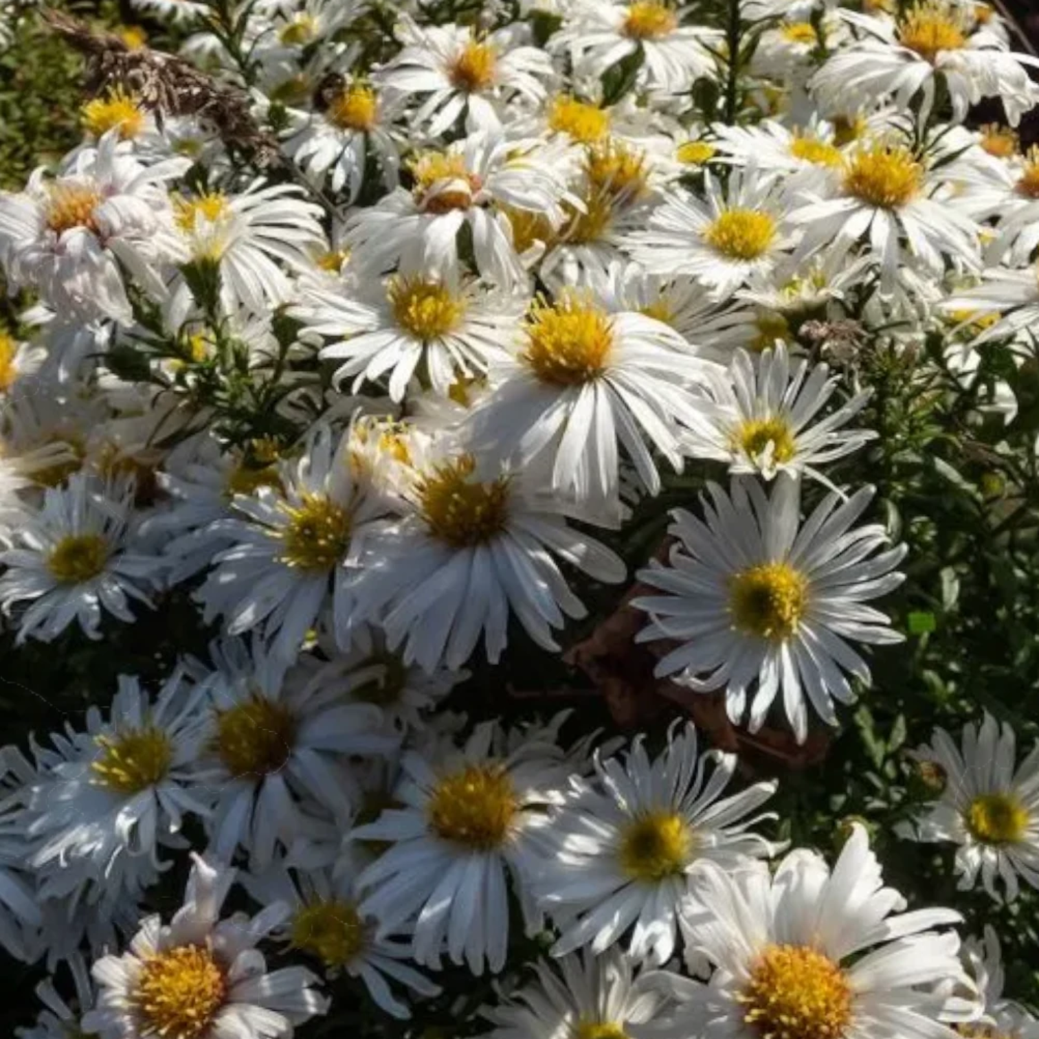 Symphyotrichum dumosum 'Apollo' – Nahaufnahme.
