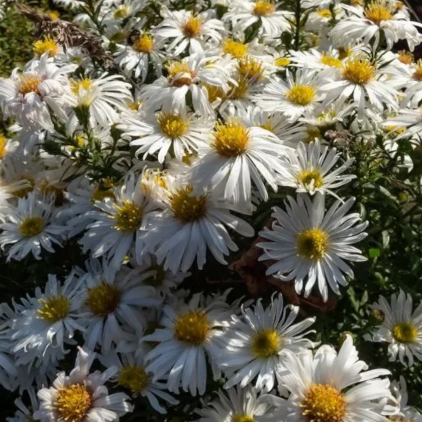 Symphyotrichum dumosum 'Apollo' close-up detail.