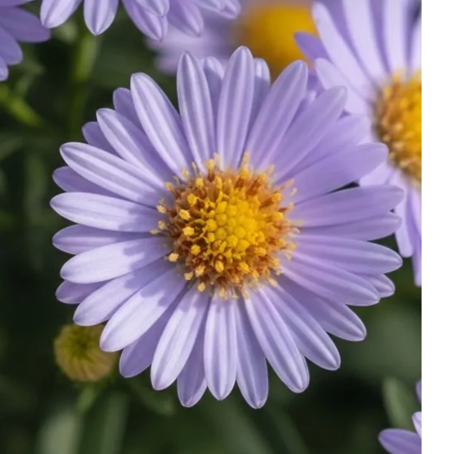 Symphyotrichum dumosum 'Professor Anton Kippenberg' – Detailaufnahme.