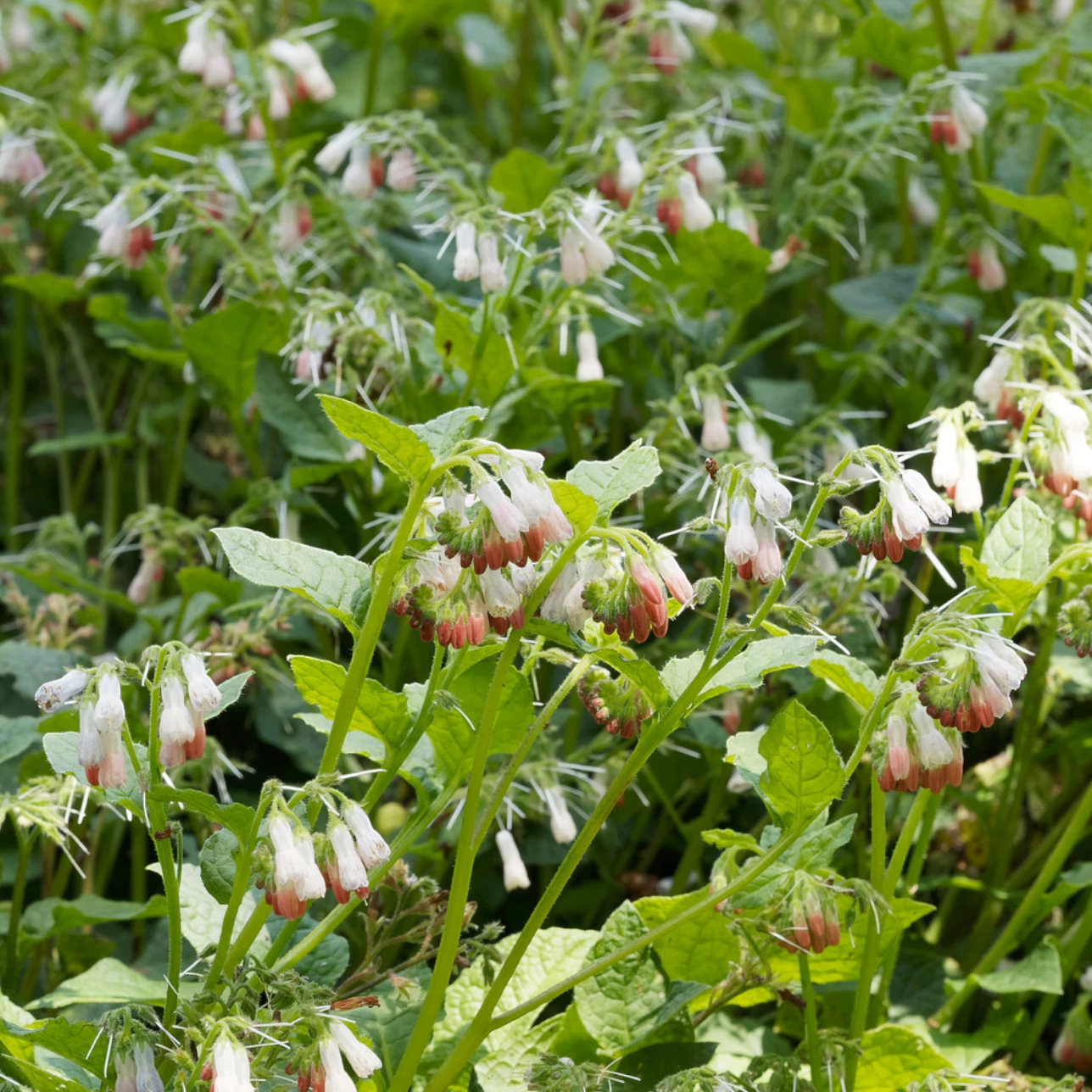 Symphytum grandiflorum close-up detail.