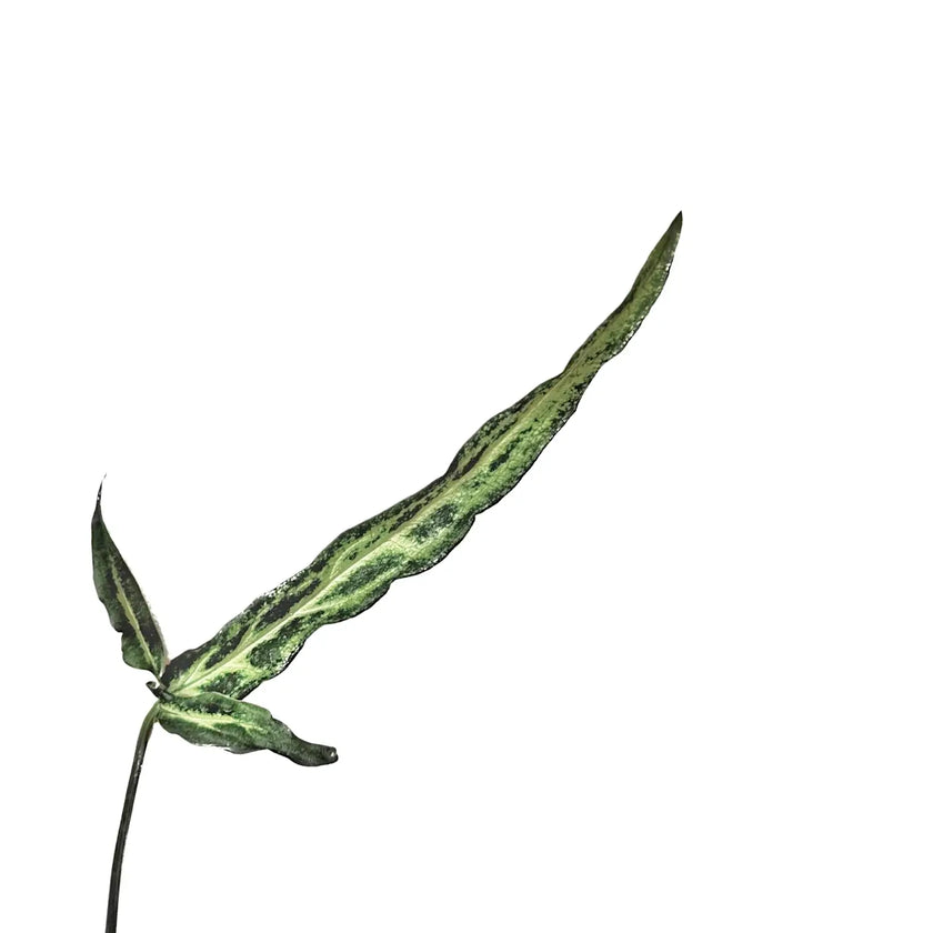 Syngonium angustatum 'Ribbon' close-up of leaf on white background.