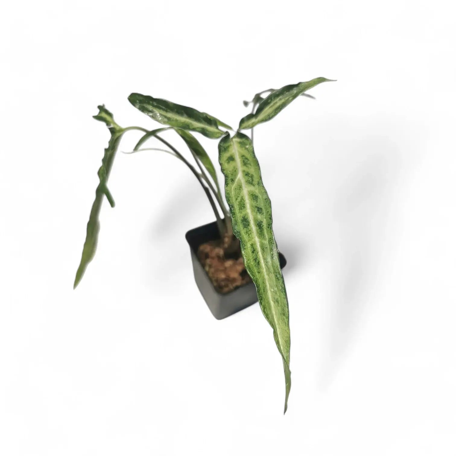 Syngonium angustatum 'Ribbon' potted plant in nursery pot on white background.