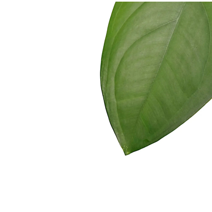 Syngonium chiapense close-up of leaf on white background.