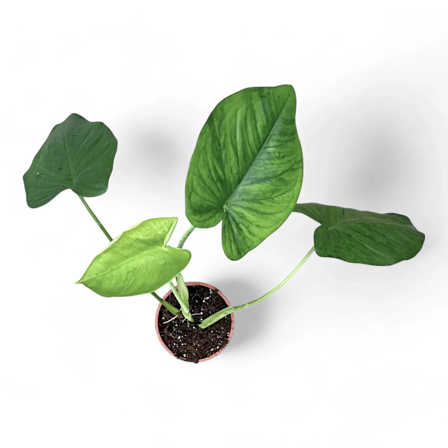 Syngonium chiapense potted plant in nursery pot on white background.