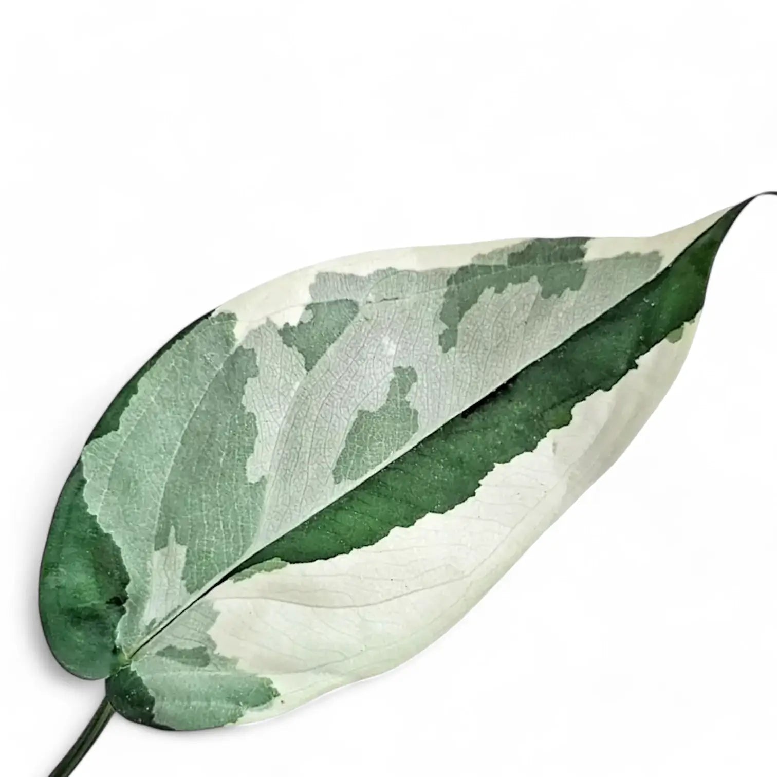 Syngonium chiapense variegata close-up of leaf on white background.