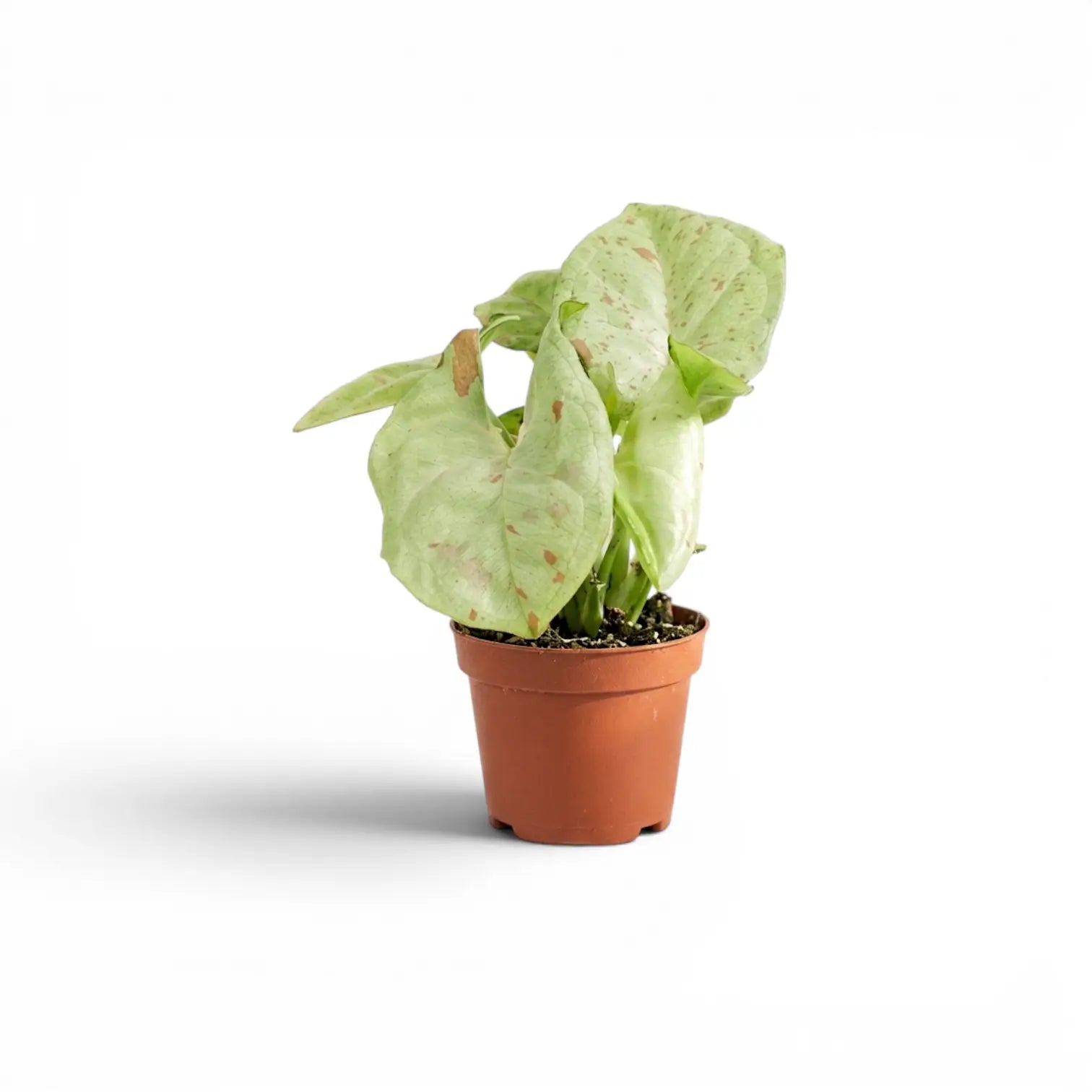 Syngonium Confetti baby plant with pink-speckled leaves in a nursery pot.