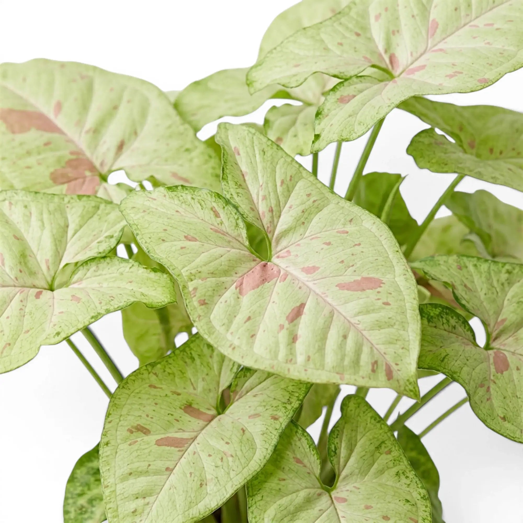 Nahaufnahme der grünen Blätter mit rosa Sprenkeln von Syngonium Confetti.
