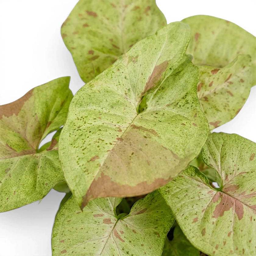 Nahaufnahme der grünen Blätter mit rosa Sprenkeln von Syngonium Confetti.