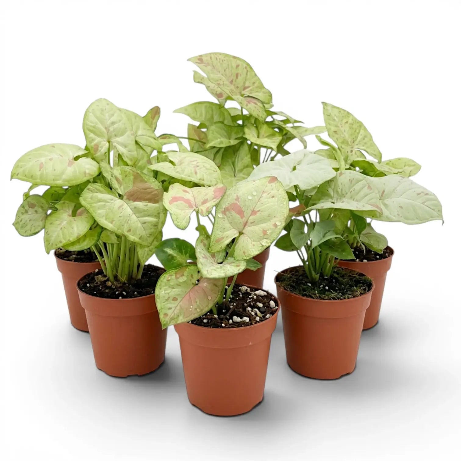 Syngonium Confetti plant with pink-speckled leaves in a nursery pot.