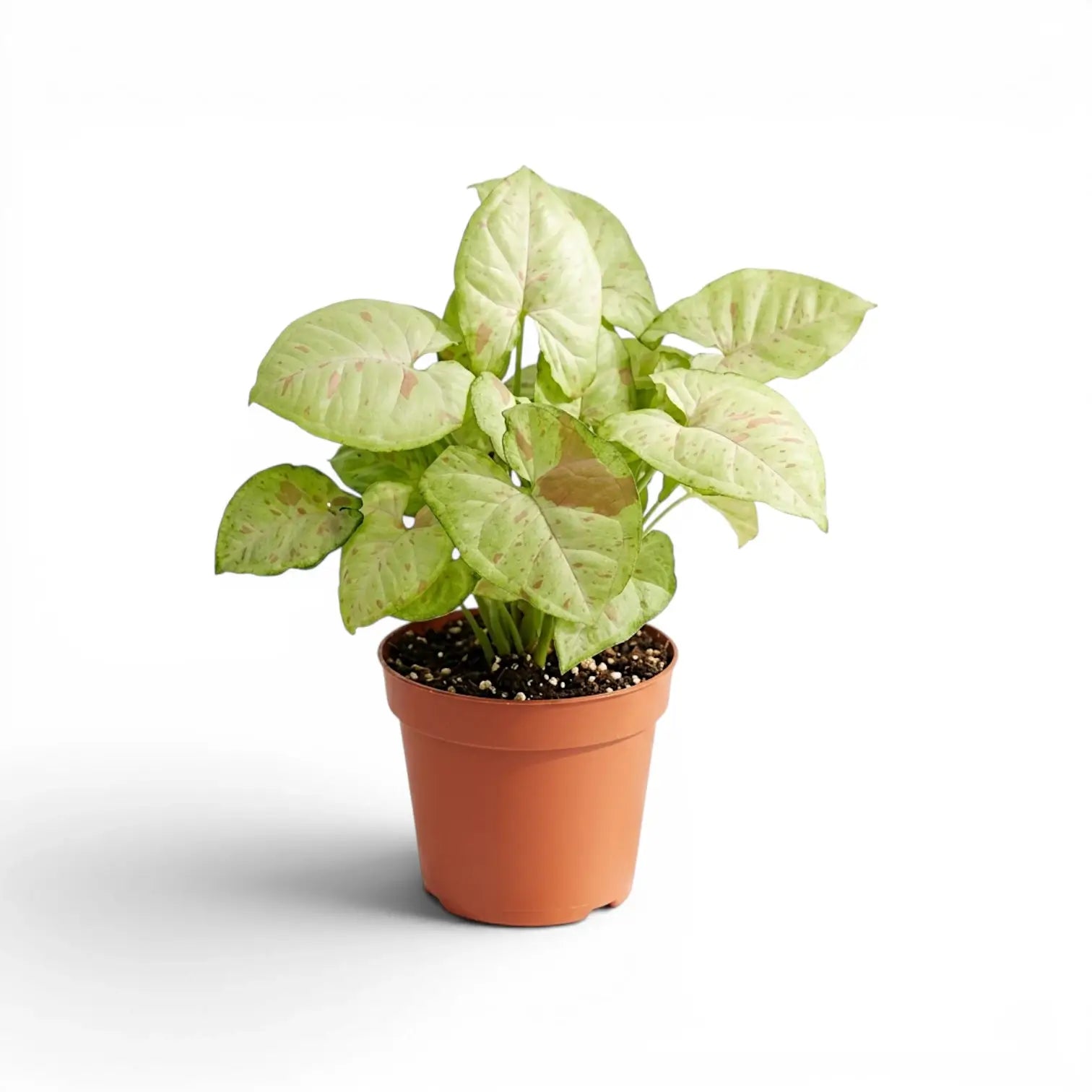 Syngonium Confetti plant with pink-speckled leaves in a nursery pot.