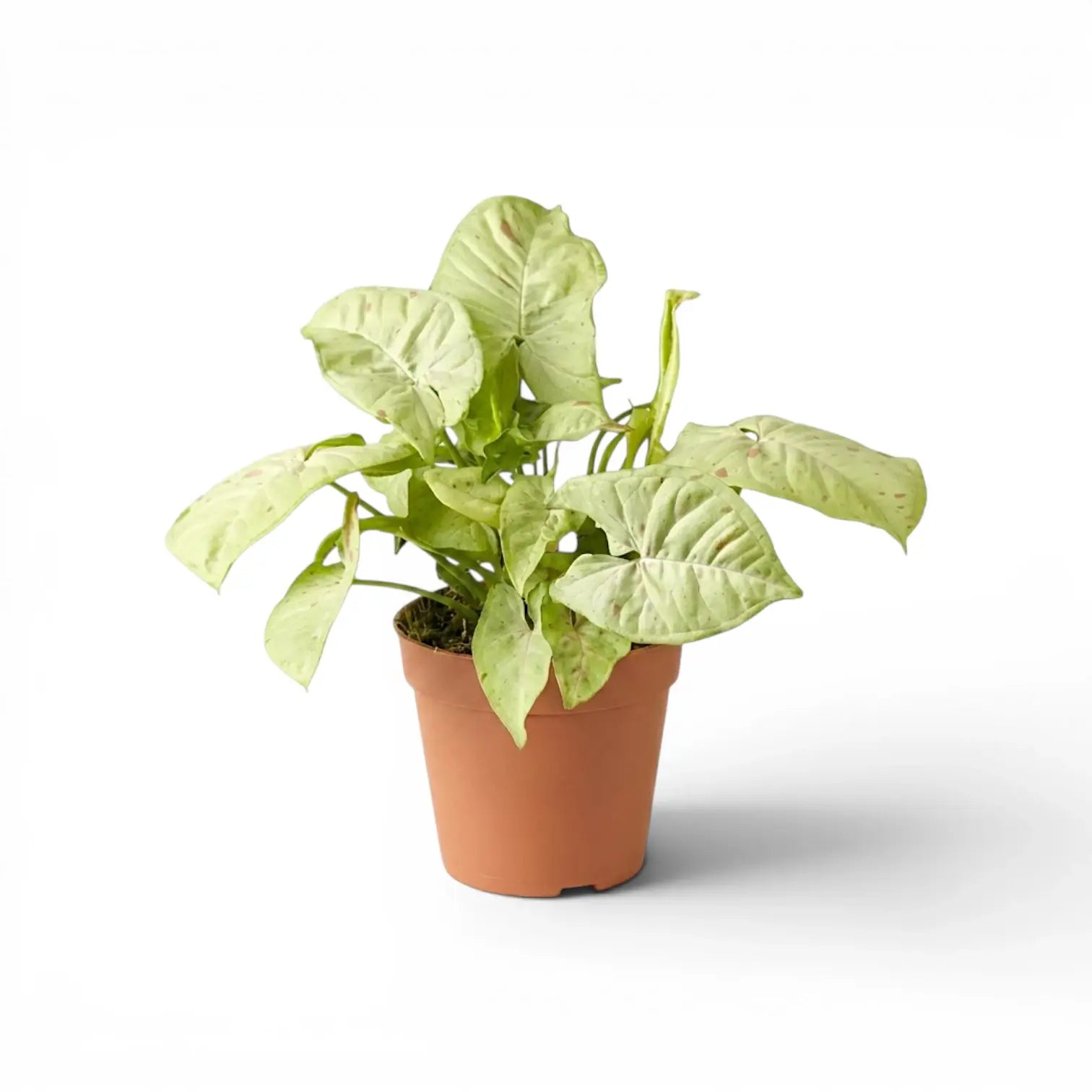 Syngonium Confetti plant with pink-speckled leaves in a nursery pot.