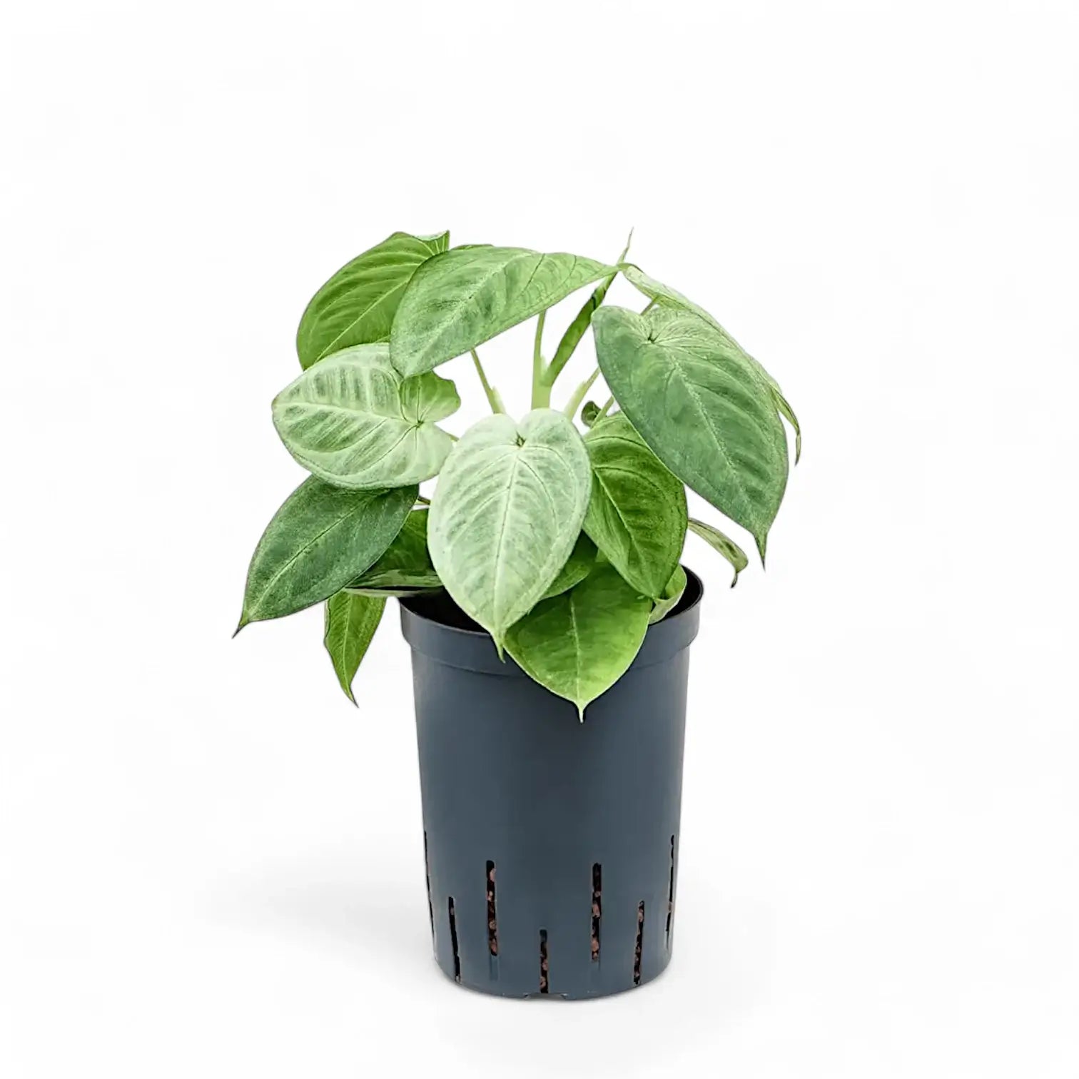 Syngonium macrophyllum 'Ice Frost' ('Frosted Heart') potted plant in nursery pot on white background.