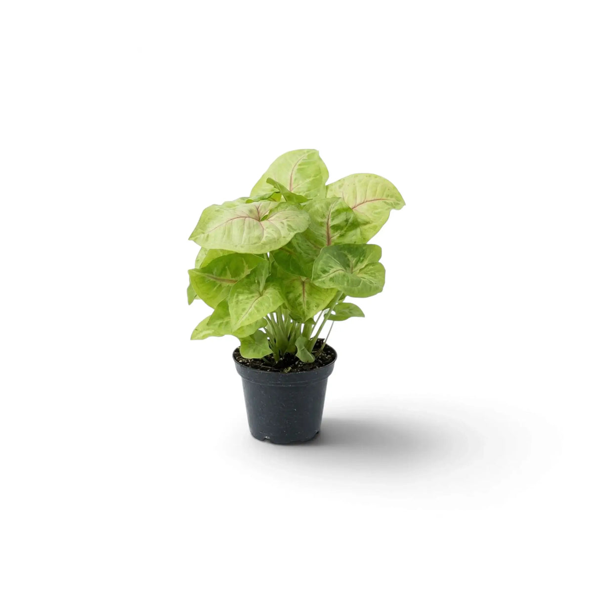 Syngonium 'Mango Allusion' im Topf mit breiten, hellgrünen, pfeilförmigen Blättern und rosafarbenen Mitteladern.