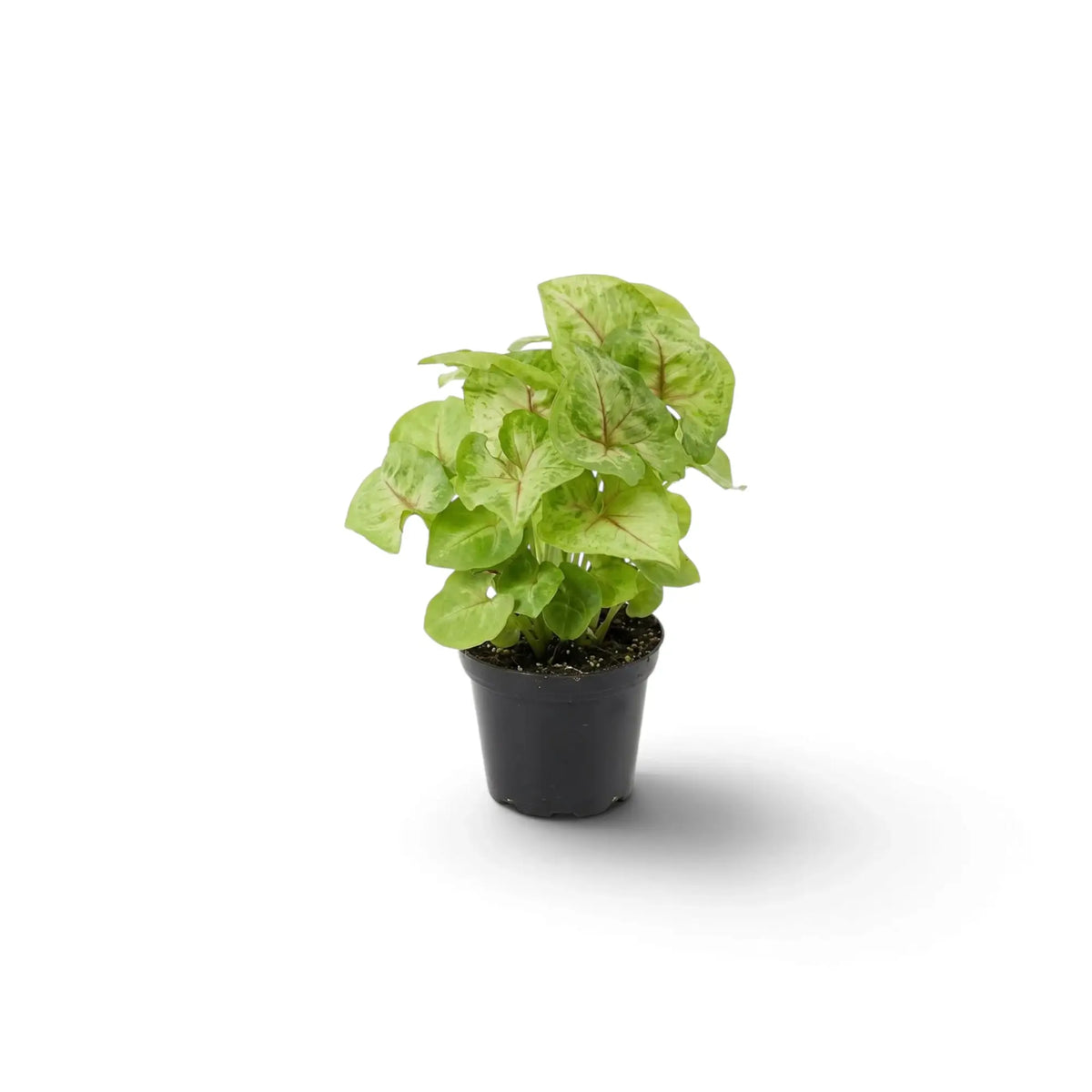 Syngonium 'Mango Allusion' als Jungpflanze mit überlappenden hellgrünen Blättern und rosafarbenen, verzweigten Blattadern.