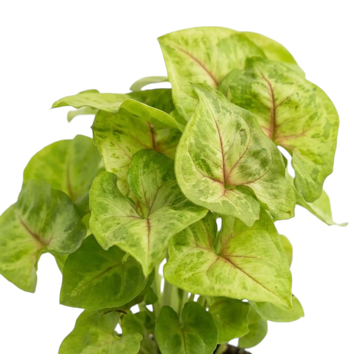 Nahaufnahme überlappender Blätter von Syngonium 'Mango Allusion' mit rosafarbenen Mitteladern und grün marmorierten Rändern.