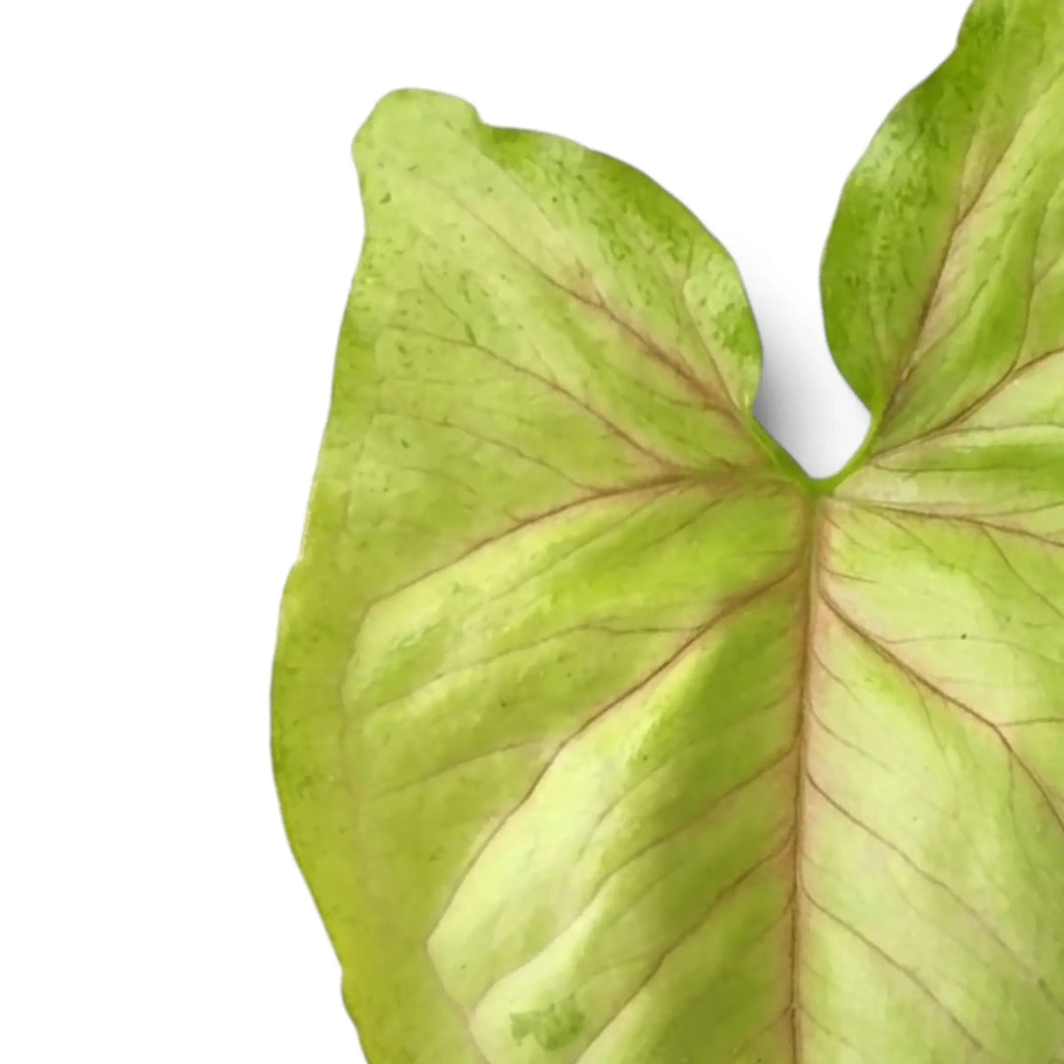 Nahaufnahme eines Blattes von Syngonium 'Mango Allusion' mit rosafarbenen, verzweigten Blattadern und grün marmorierten Rändern.