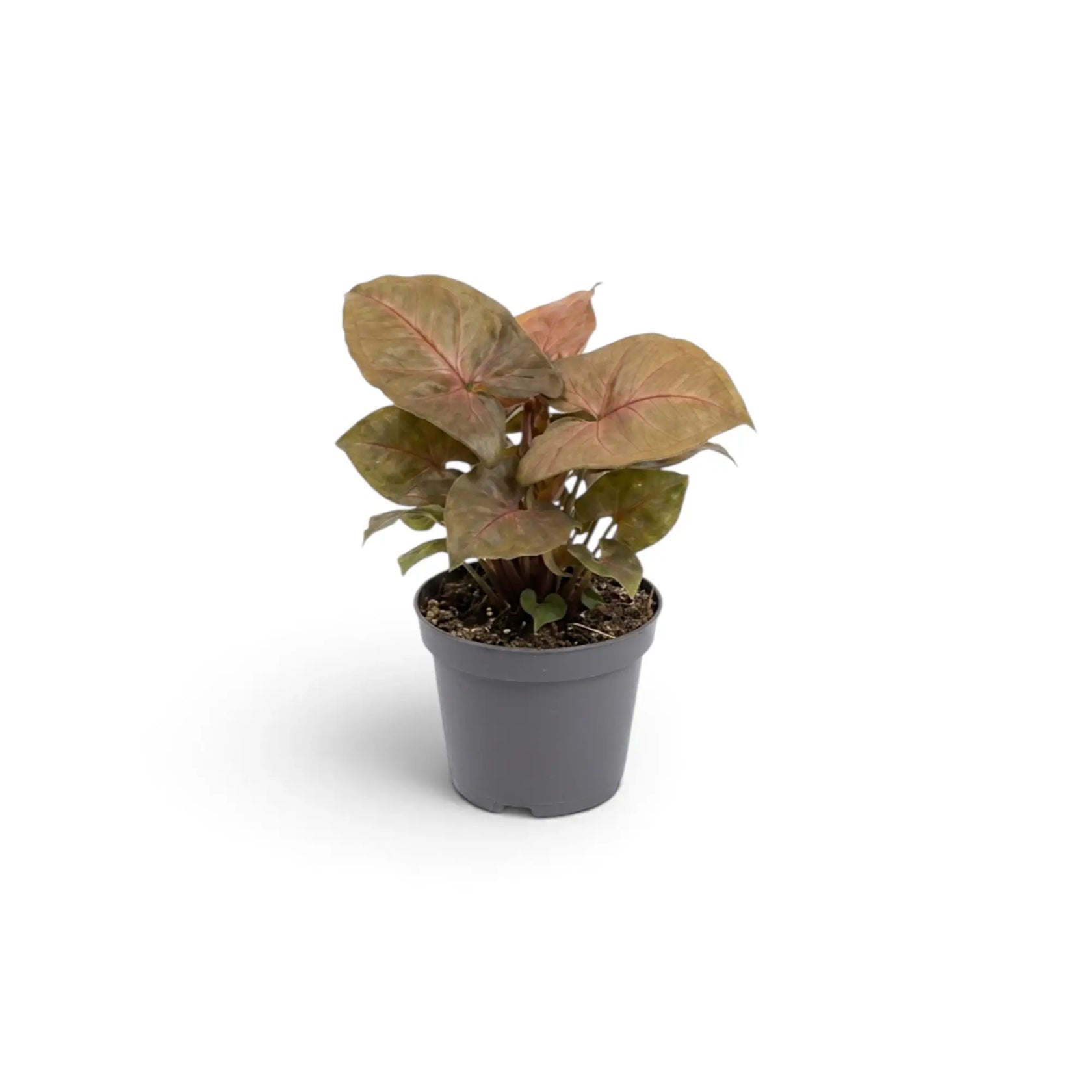 Young Syngonium podophyllum 'Maria Allusion' in a nursery pot