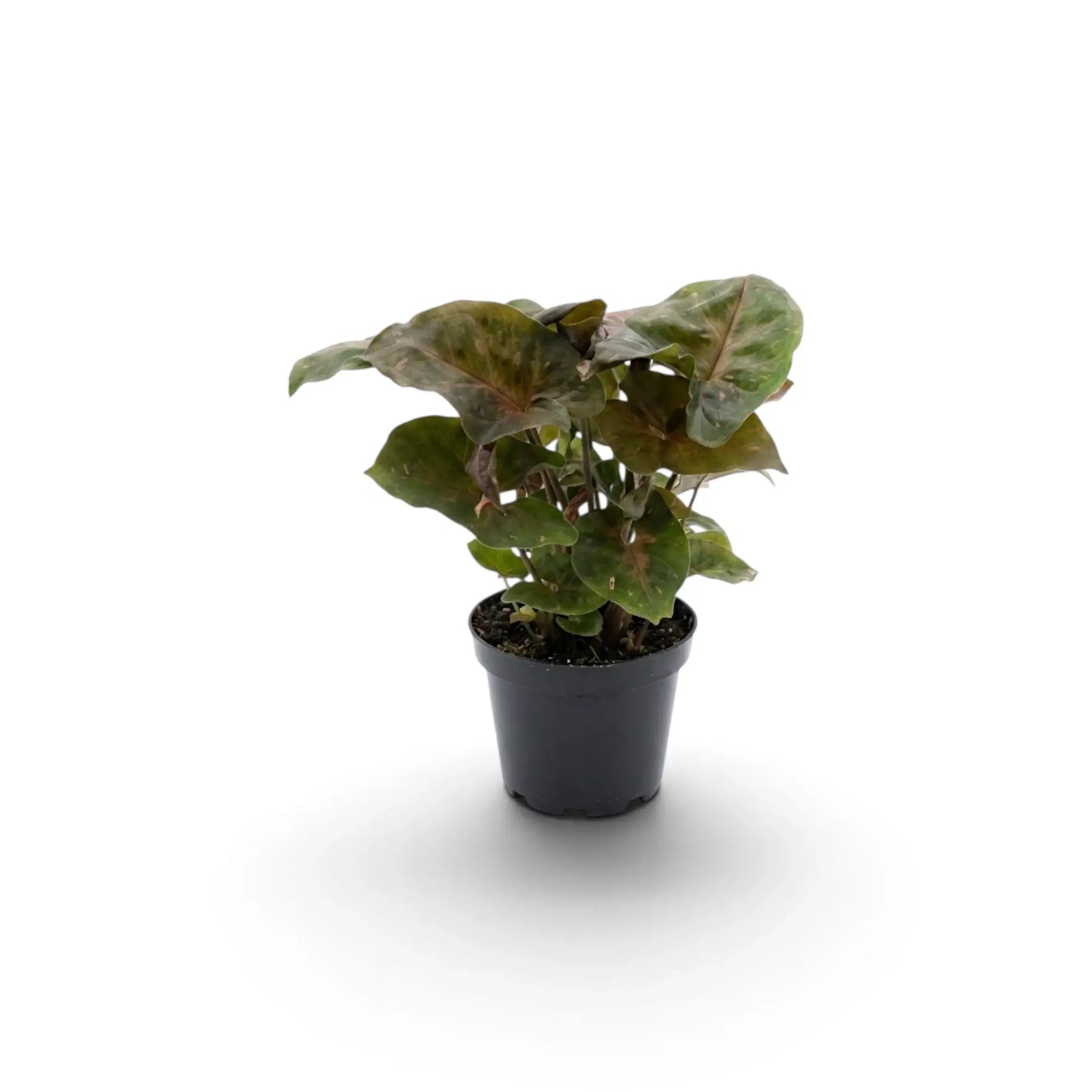 Young Syngonium podophyllum 'Maria Allusion' in a nursery pot