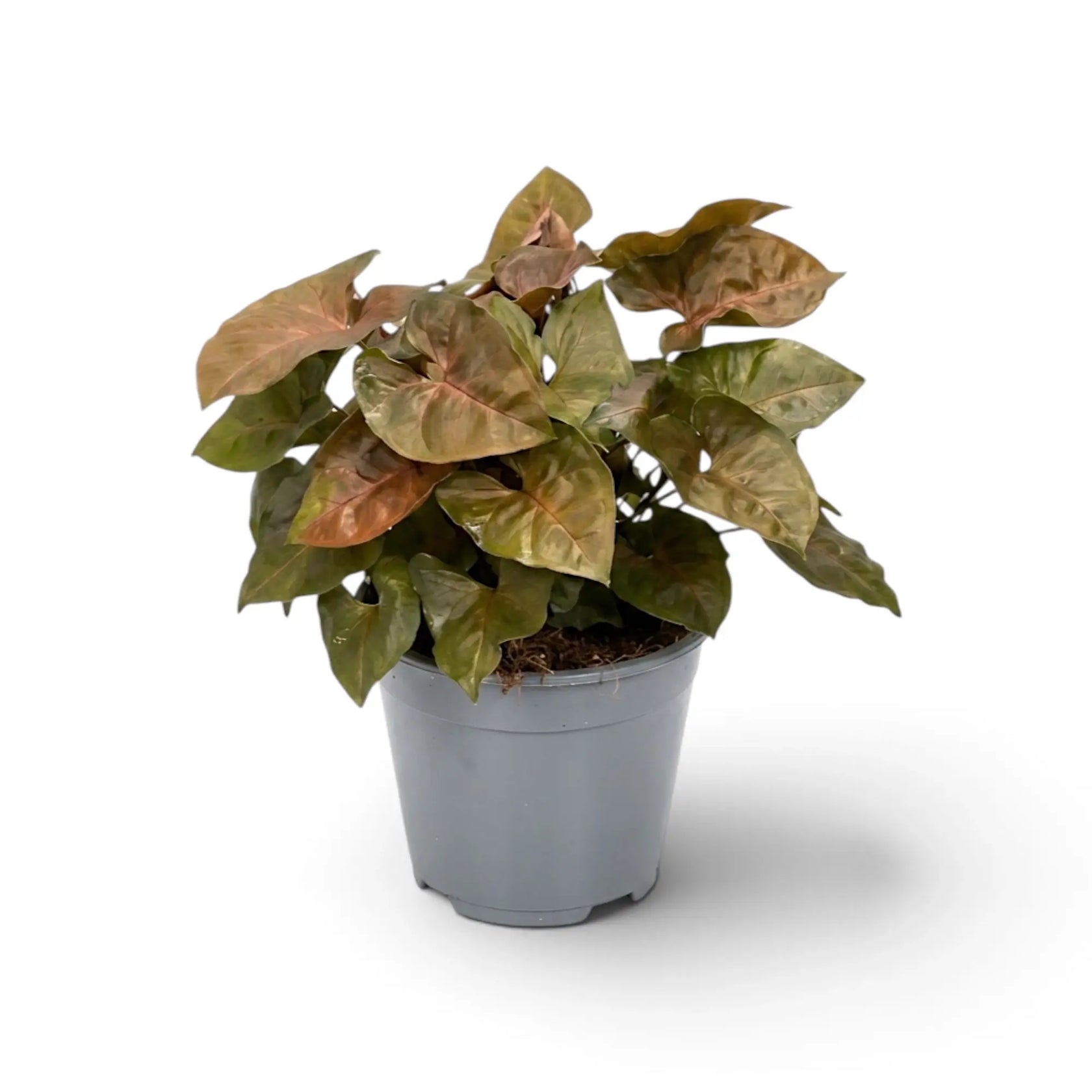 Syngonium podophyllum 'Maria Allusion' in a nursery pot
