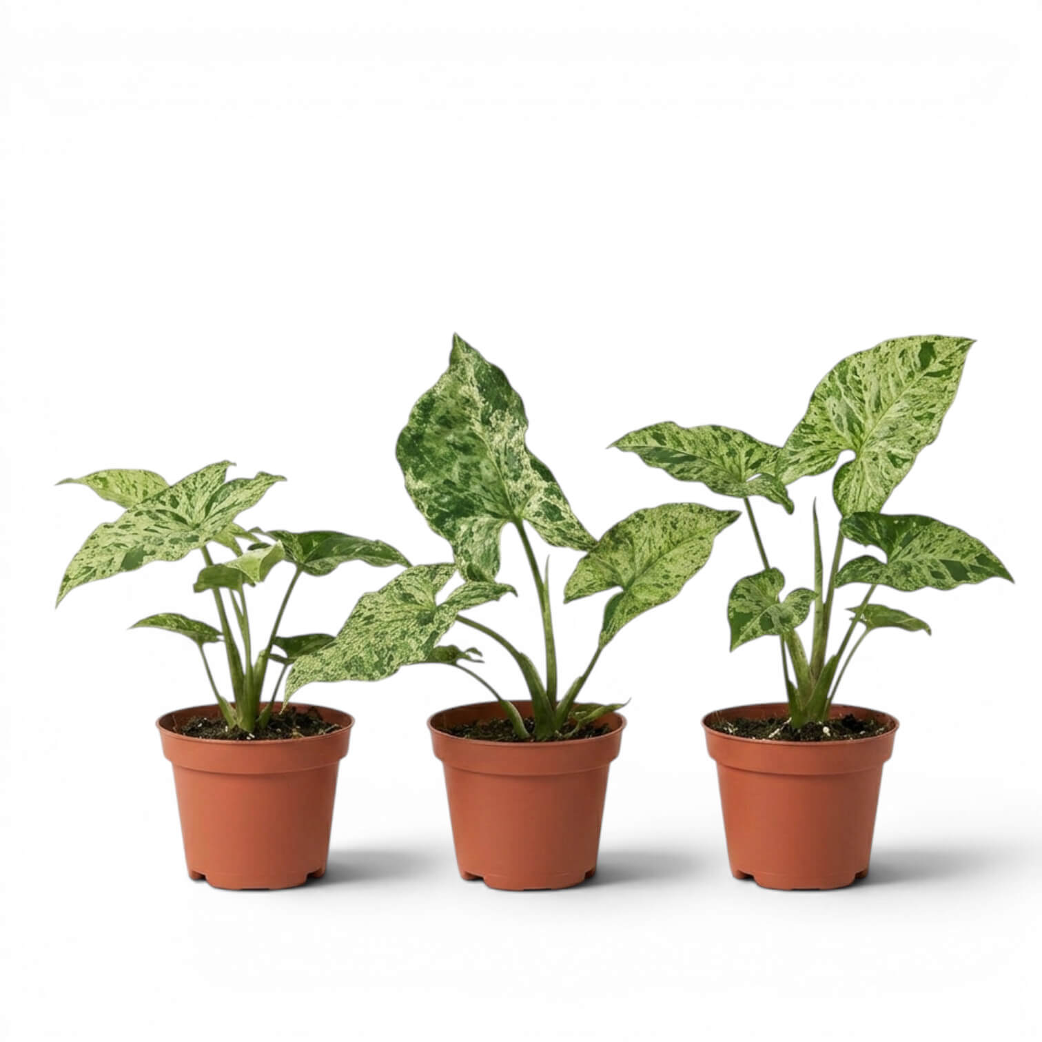 Drei unterschiedliche Jungpflanzen von Syngonium Mottled mit grün-weiß panaschierten Blättern vor weißem Hintergrund