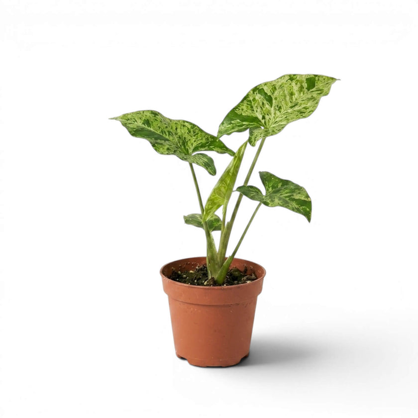 Potted Syngonium Mottled baby plant with green and white variegated leaves on a white background