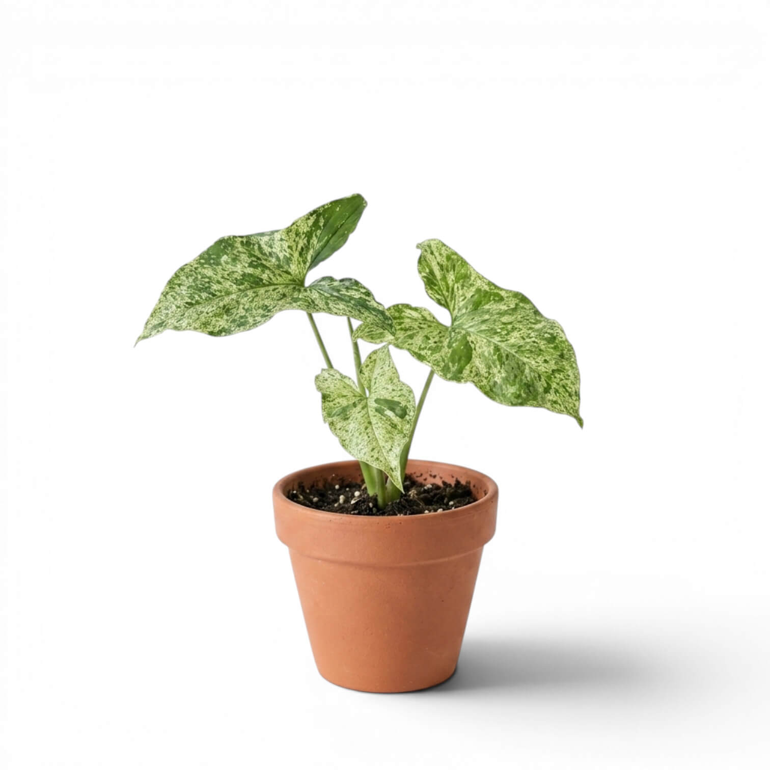 Jungpflanze von Syngonium Mottled mit grün-limettengrün panaschierten Blättern vor weißem Hintergrund