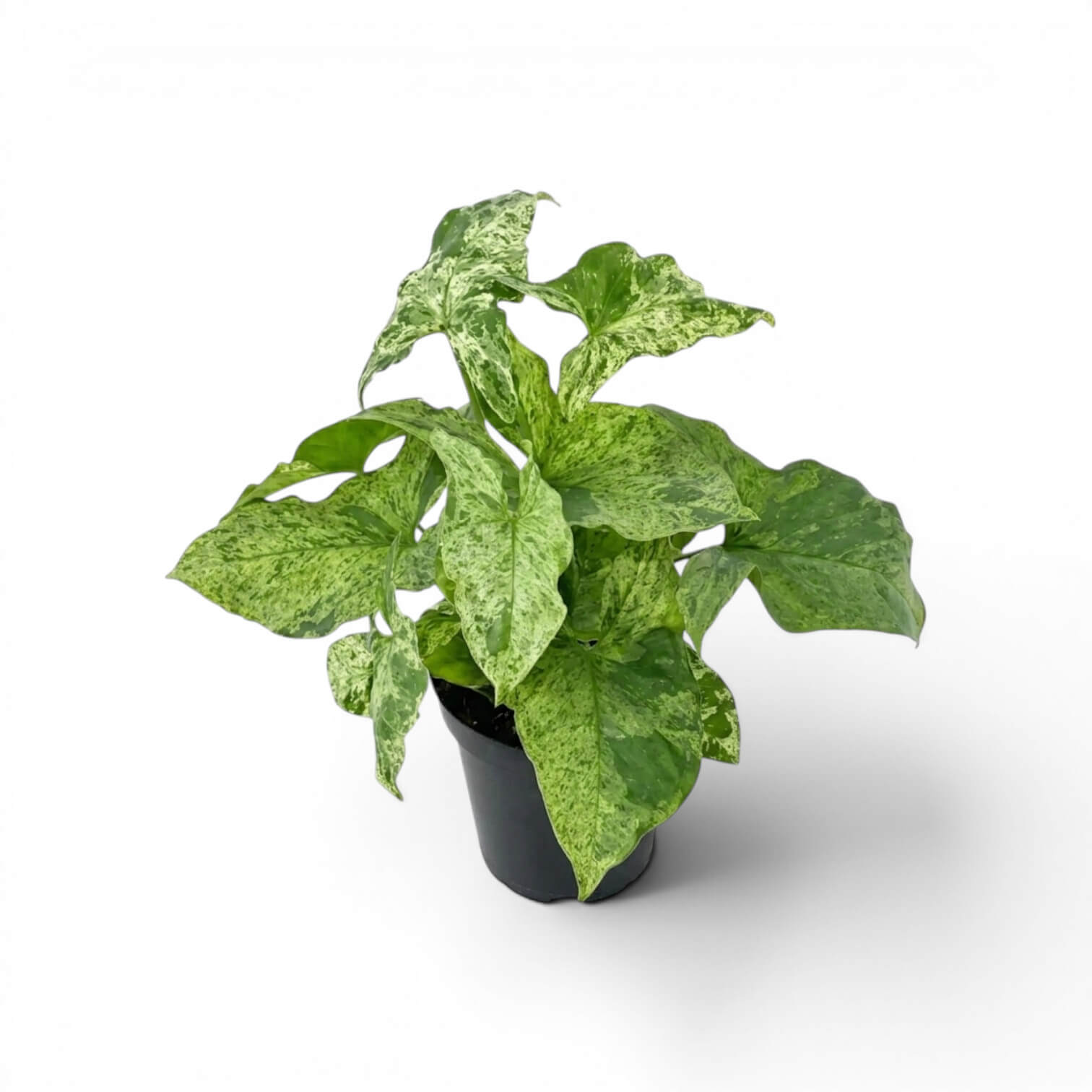 Syngonium Mottled mit grün, limettengrün und cremefarben gemusterten Blättern vor weißem Hintergrund